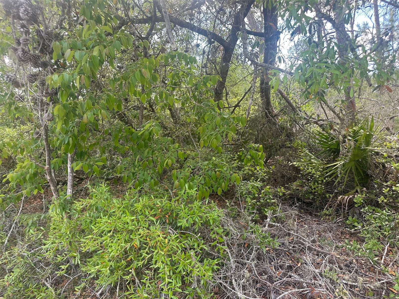 Lot 6 SW 170TH PL, OCALA, FL, 34473