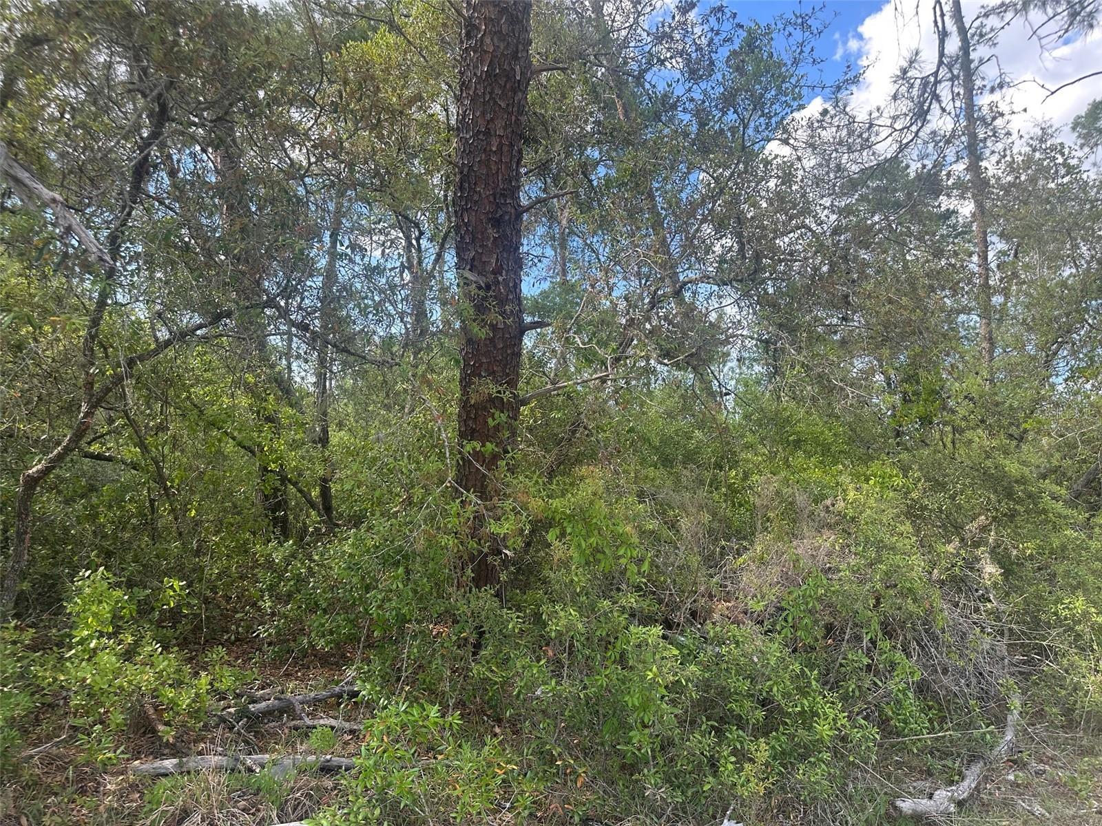 Lot 6 SW 170TH PL, OCALA, FL, 34473