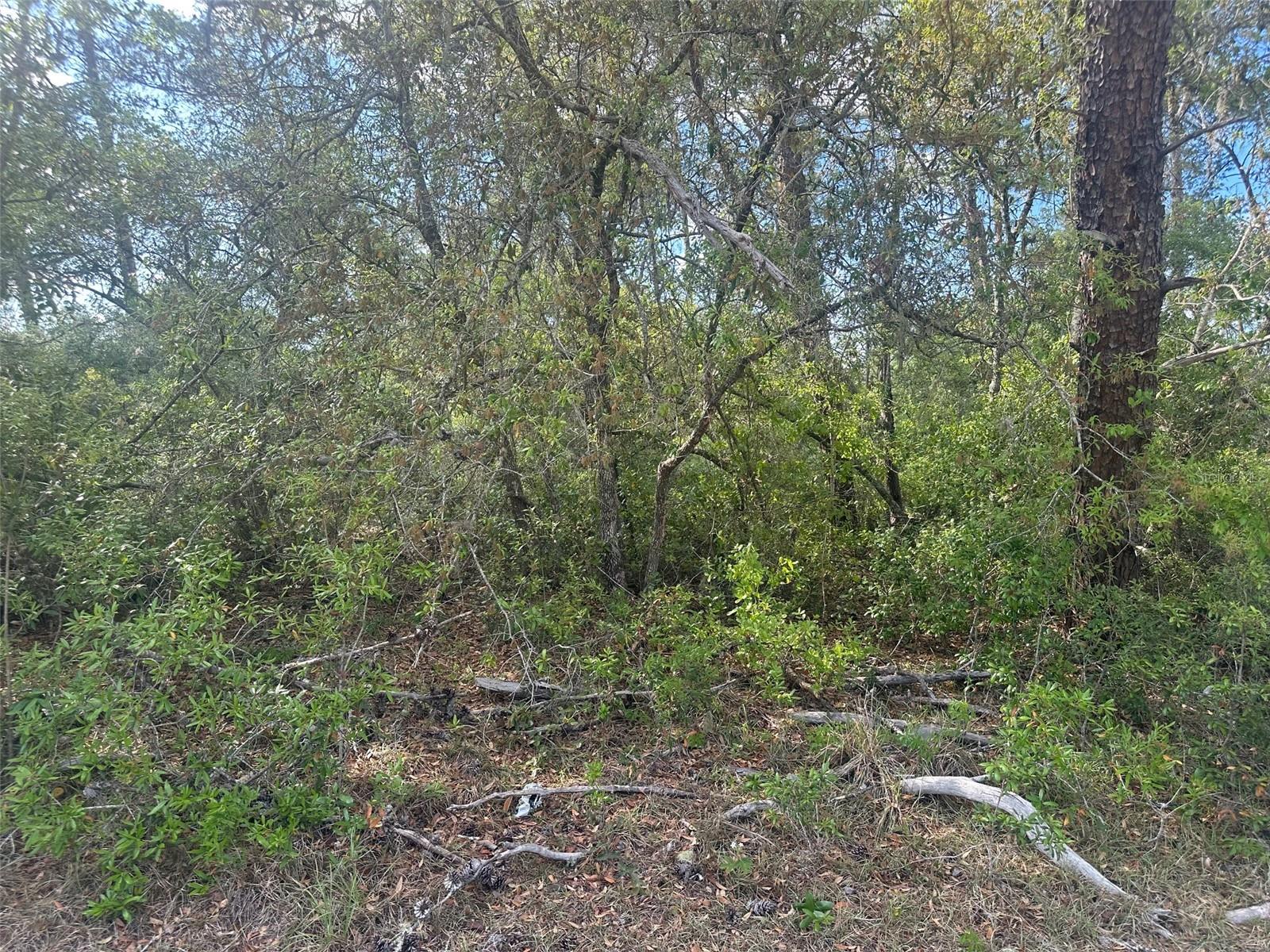 Lot 6 SW 170TH PL, OCALA, FL, 34473