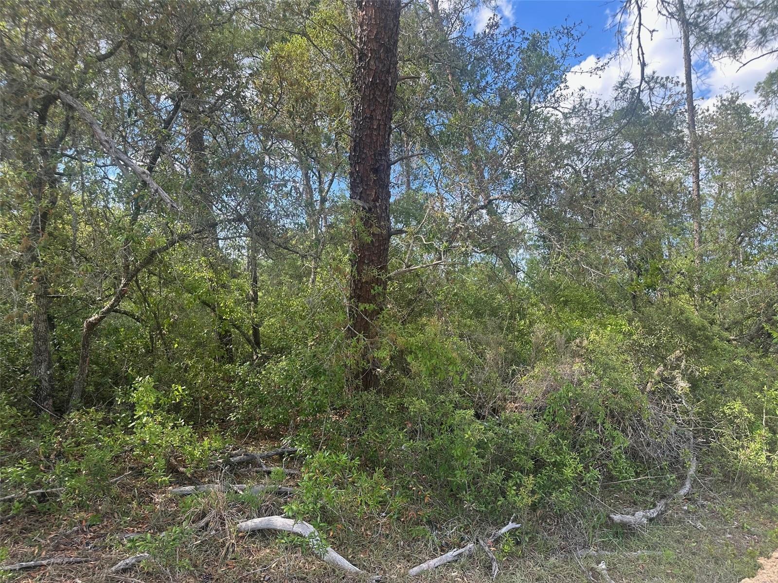 Lot 6 SW 170TH PL, OCALA, FL, 34473