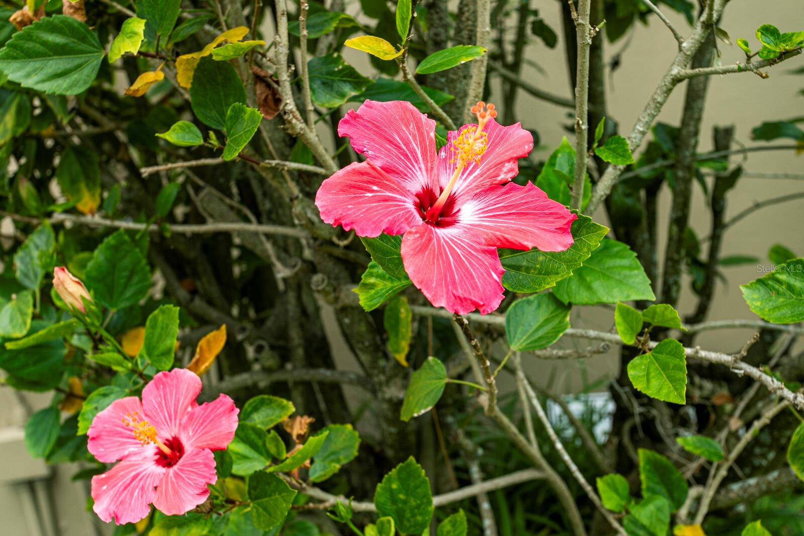 6211 IROQUOIS CT, ODESSA, FL, 33556