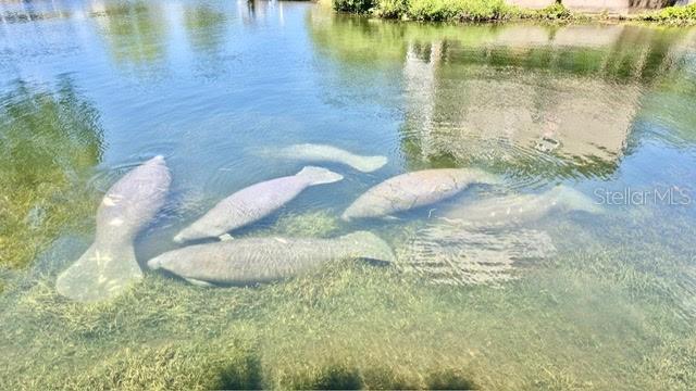 6448 W RICHARD DR, WEEKI WACHEE, FL, 34607