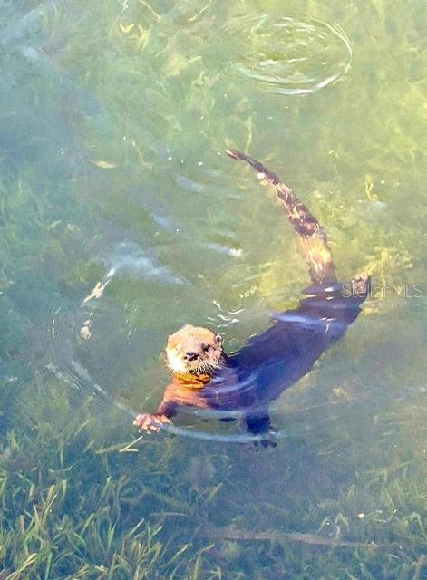 6448 W RICHARD DR, WEEKI WACHEE, FL, 34607