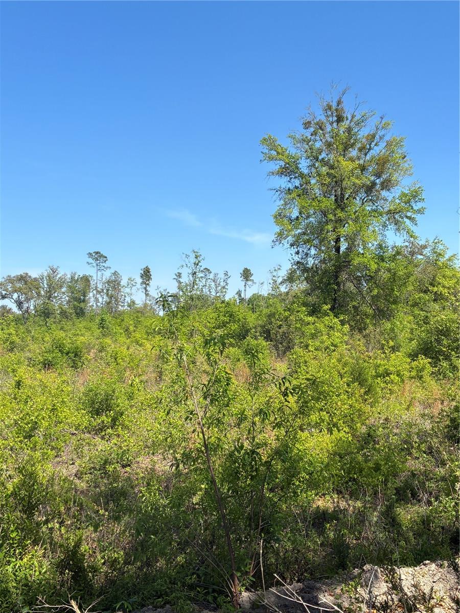 298TH STREET, NEWBERRY, FL, 32669