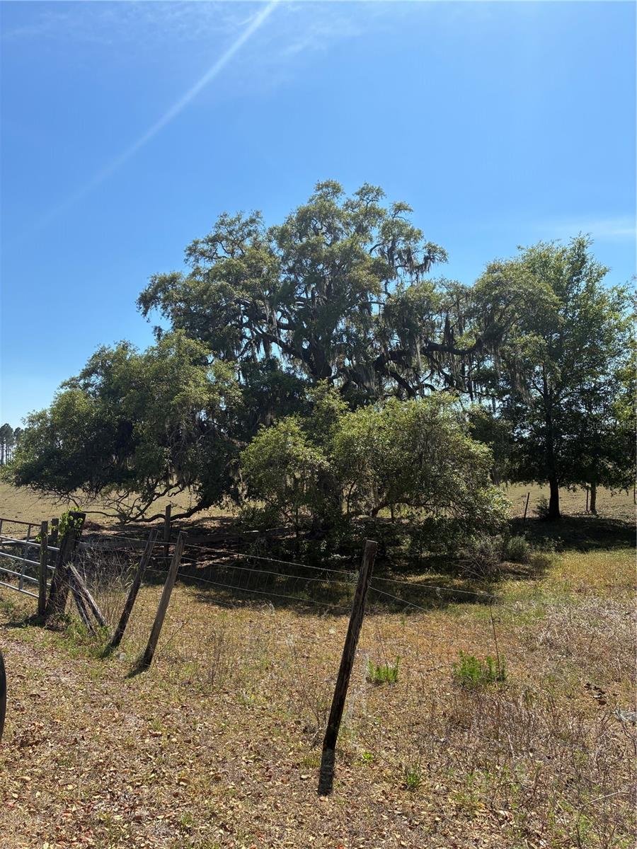 298TH STREET, NEWBERRY, FL, 32669