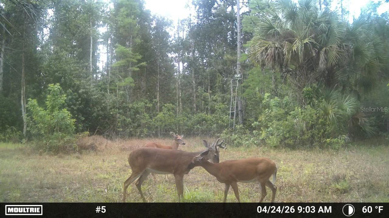 16840 JOZACH DR, NAPLES, FL, 34120