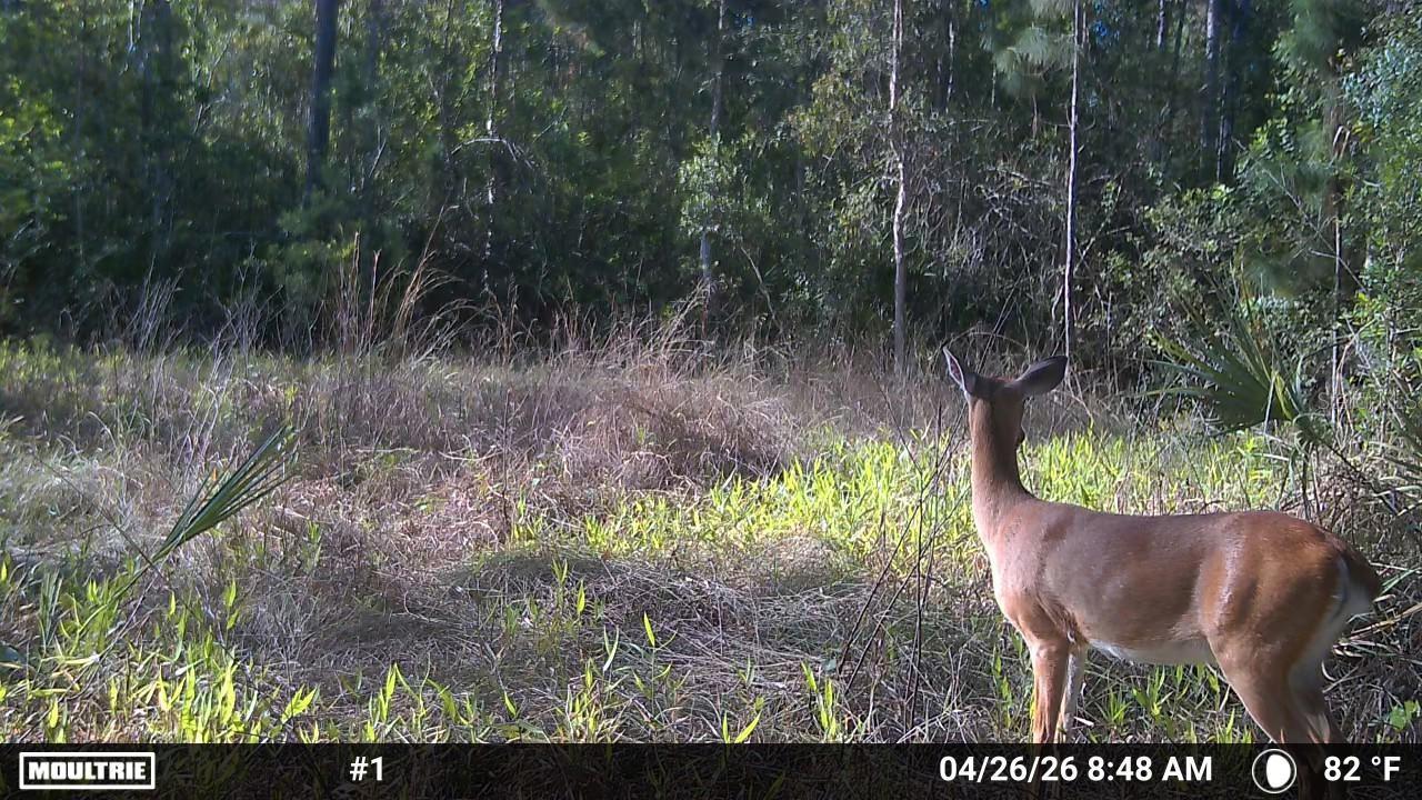 16840 JOZACH DR, NAPLES, FL, 34120