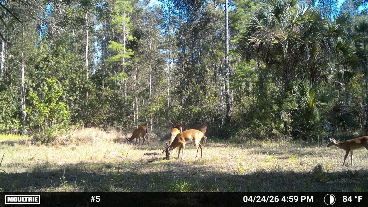 16840 JOZACH DR, NAPLES, FL, 34120