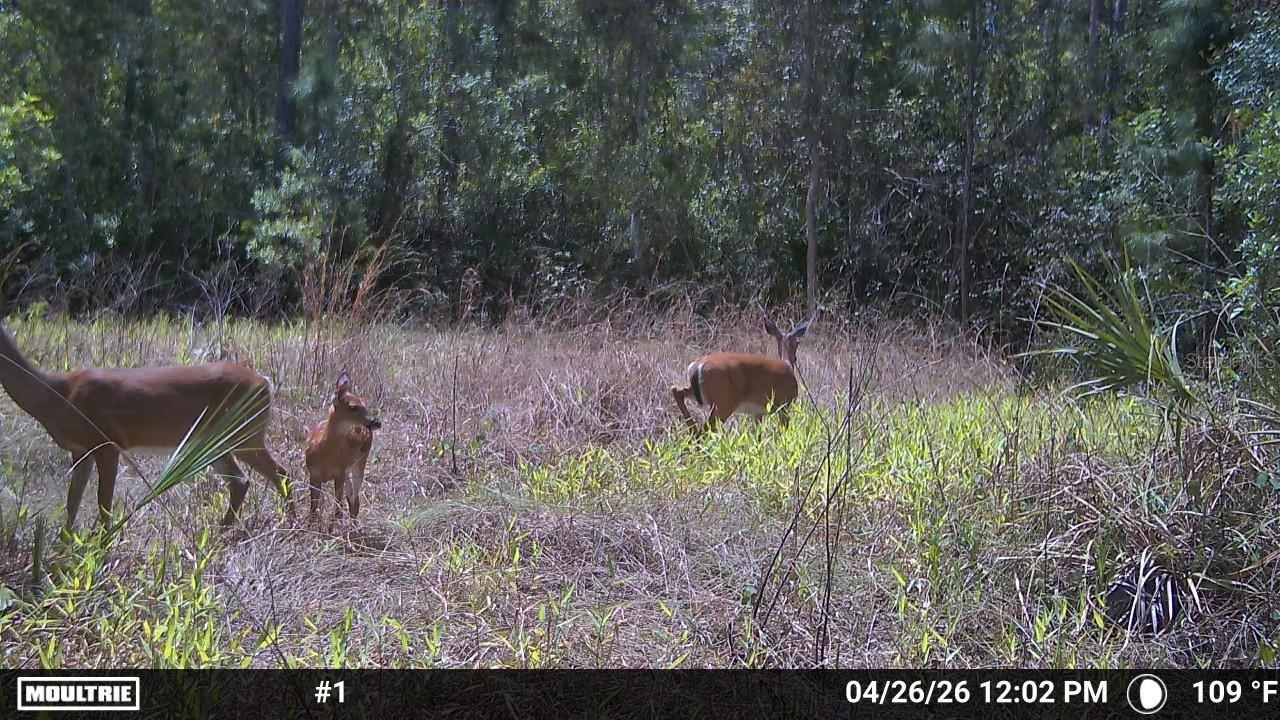 16840 JOZACH DR, NAPLES, FL, 34120