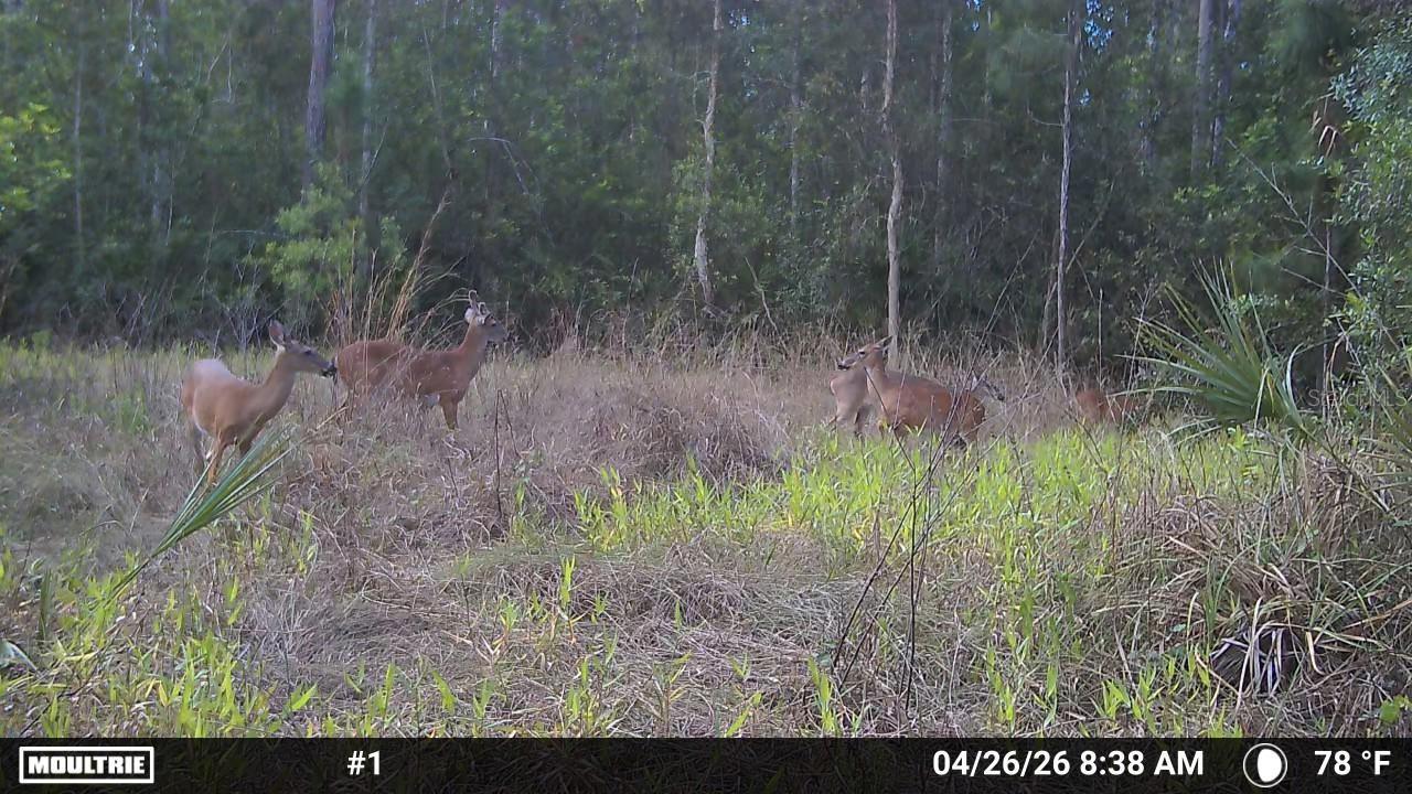 16840 JOZACH DR, NAPLES, FL, 34120