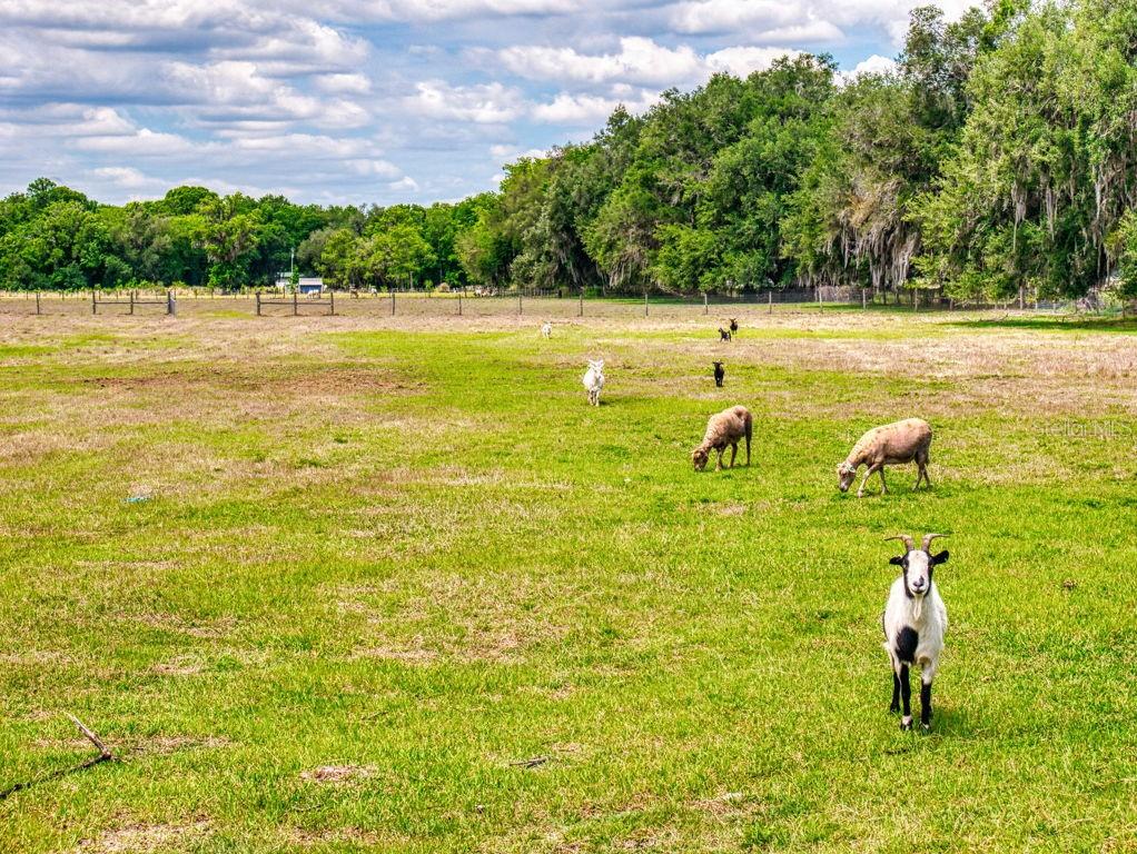 2713 CR 776, WEBSTER, FL, 33597