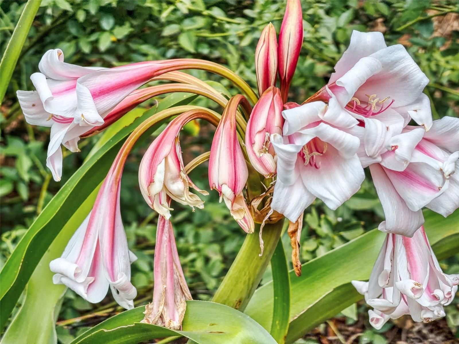 2713 CR 776, WEBSTER, FL, 33597