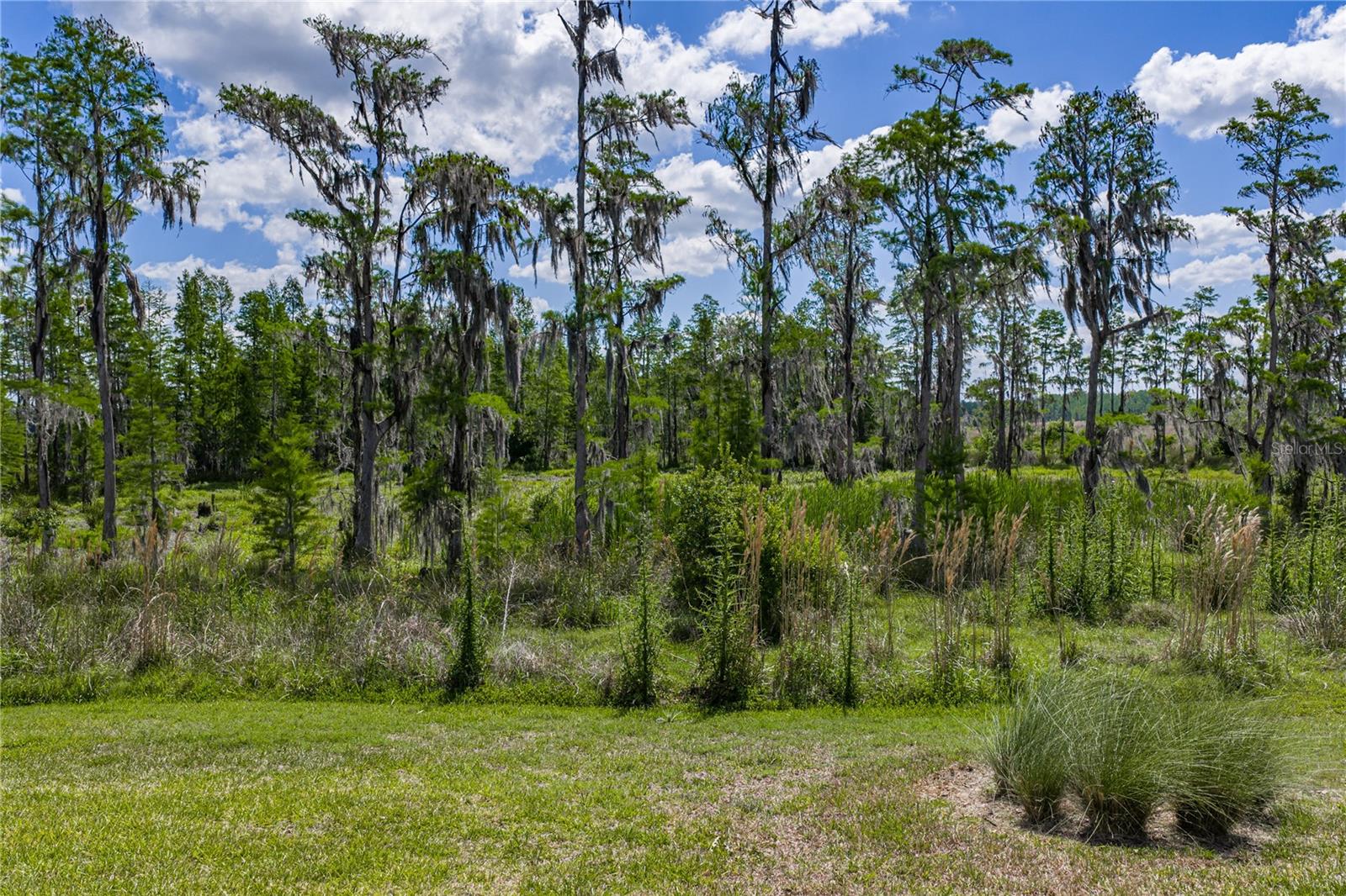 6041 SHOREBIRD BR, LAND O LAKES, FL, 34638