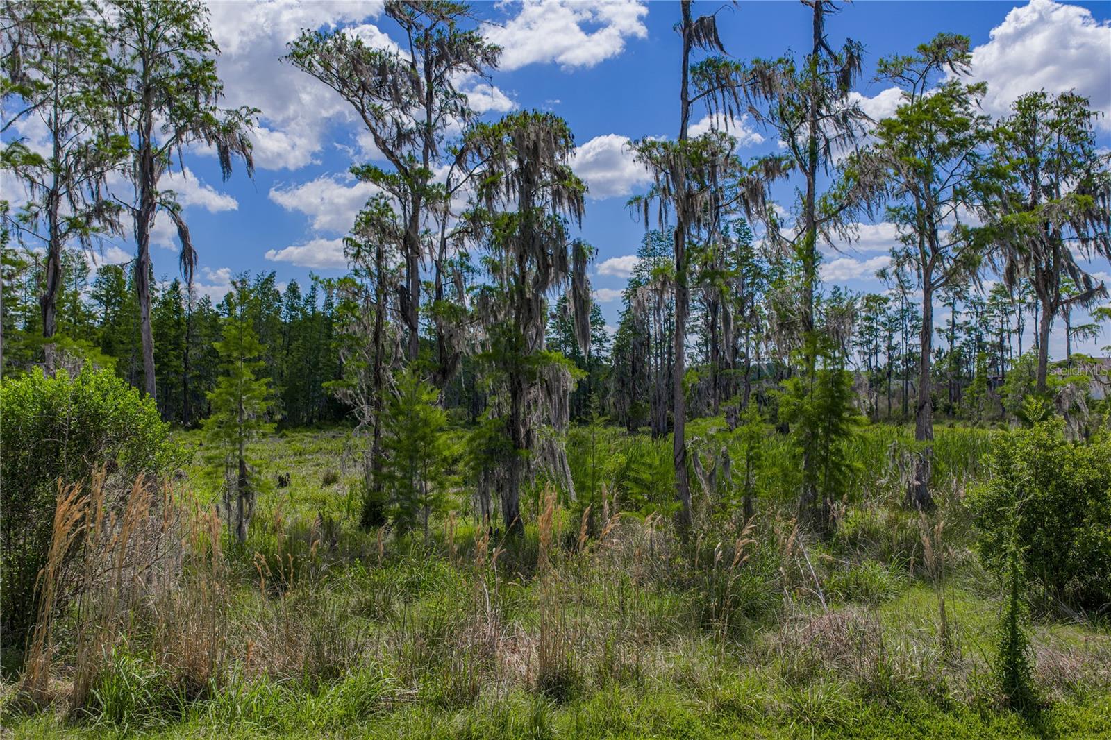 6041 SHOREBIRD BR, LAND O LAKES, FL, 34638