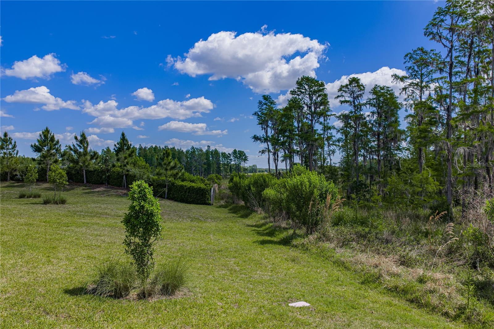 6041 SHOREBIRD BR, LAND O LAKES, FL, 34638