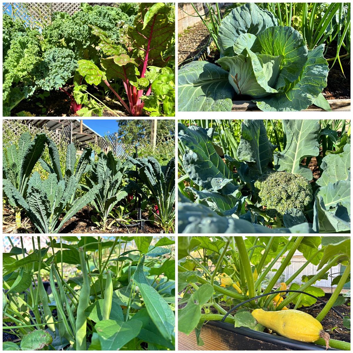 6254 W PEKING CT, DUNNELLON, FL, 34433