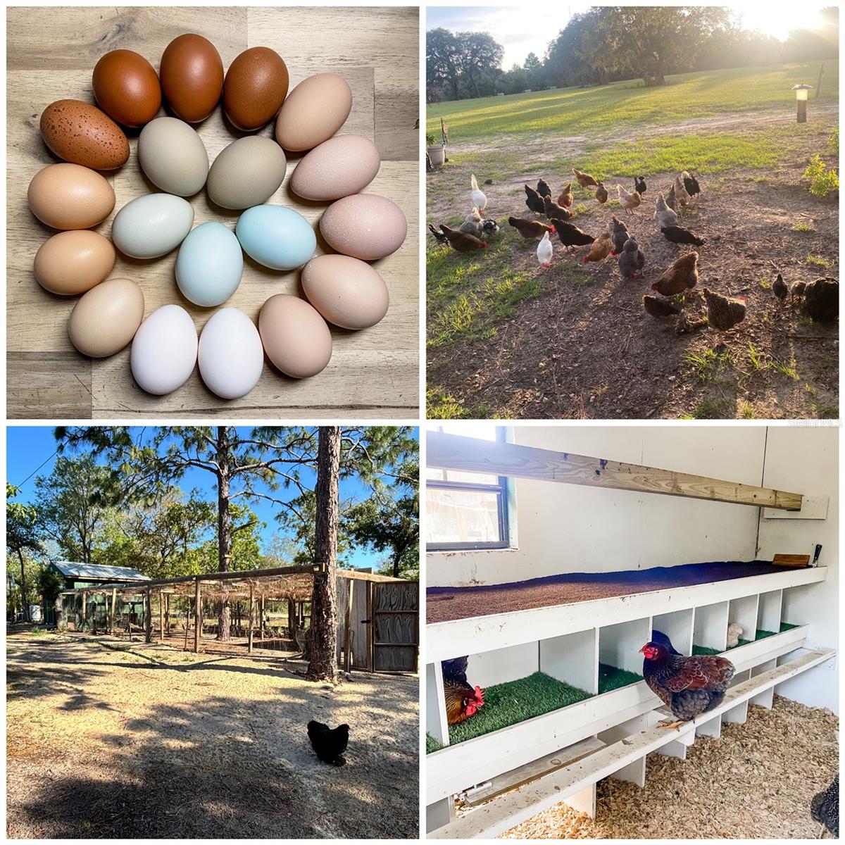 6254 W PEKING CT, DUNNELLON, FL, 34433