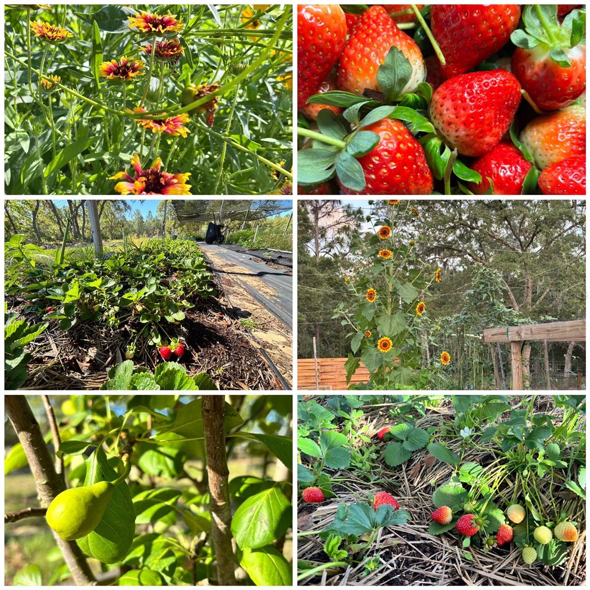 6254 W PEKING CT, DUNNELLON, FL, 34433