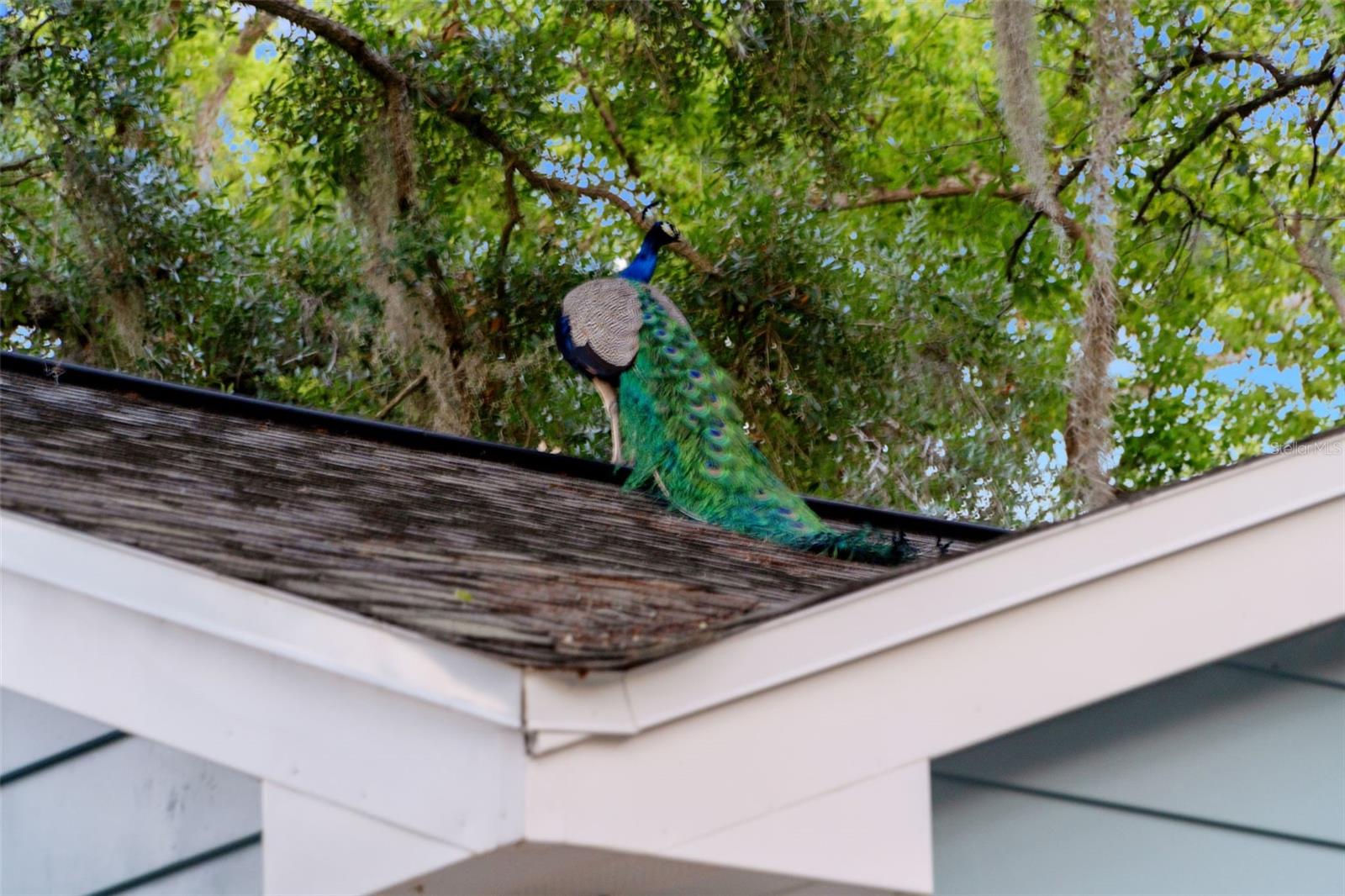 1502 E PARK CIR, TAMPA, FL, 33610