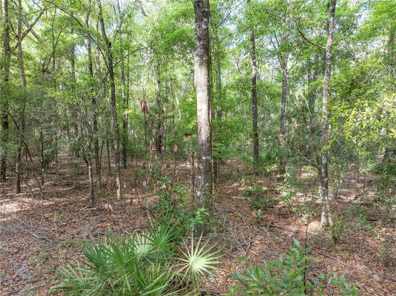 290 SW RATTLESNAKE GLN, FORT WHITE, FL, 32038