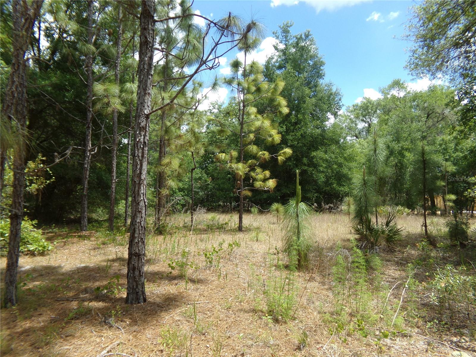 000 NORMAN ST, WEBSTER, FL, 33597