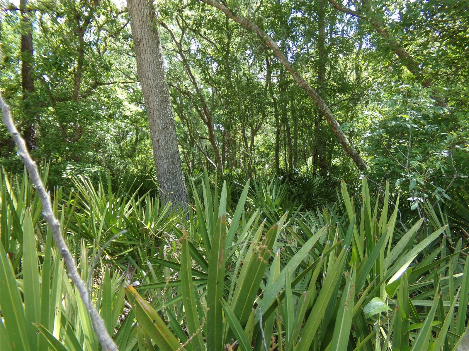 00 CASHEW DR, WEBSTER, FL, 33597