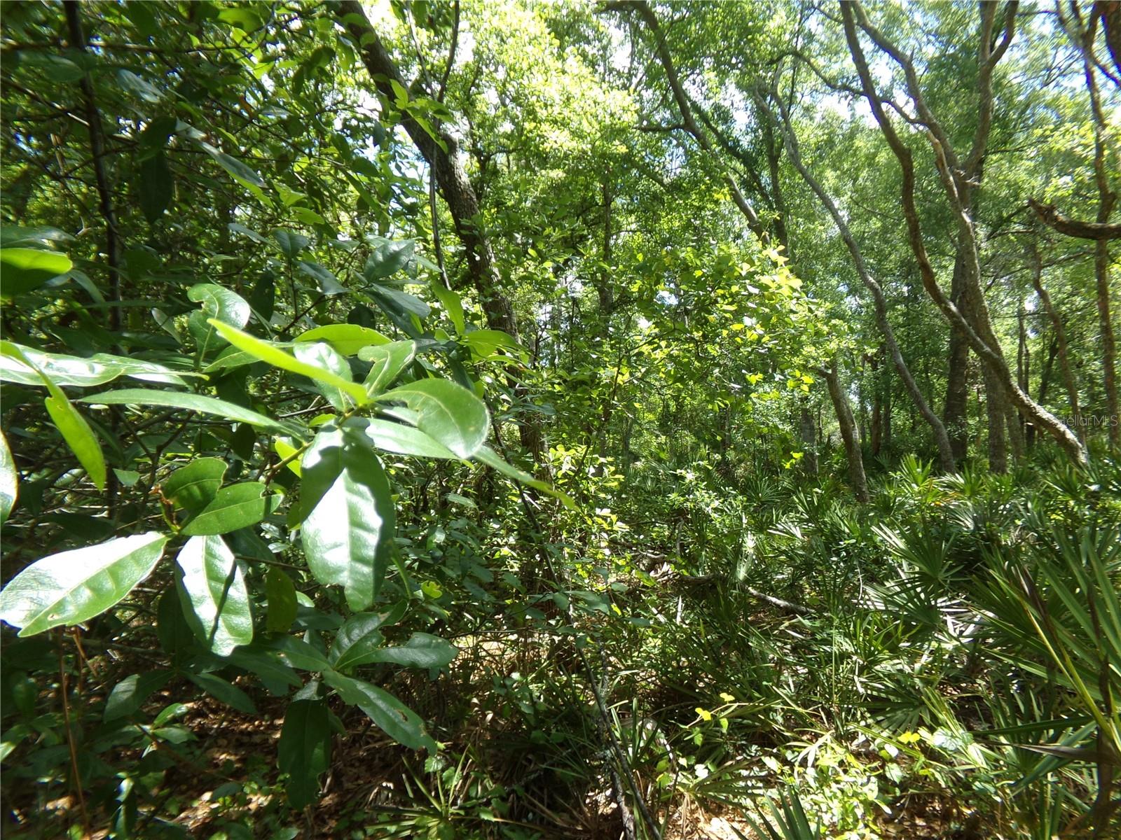 00 CASHEW DR, WEBSTER, FL, 33597