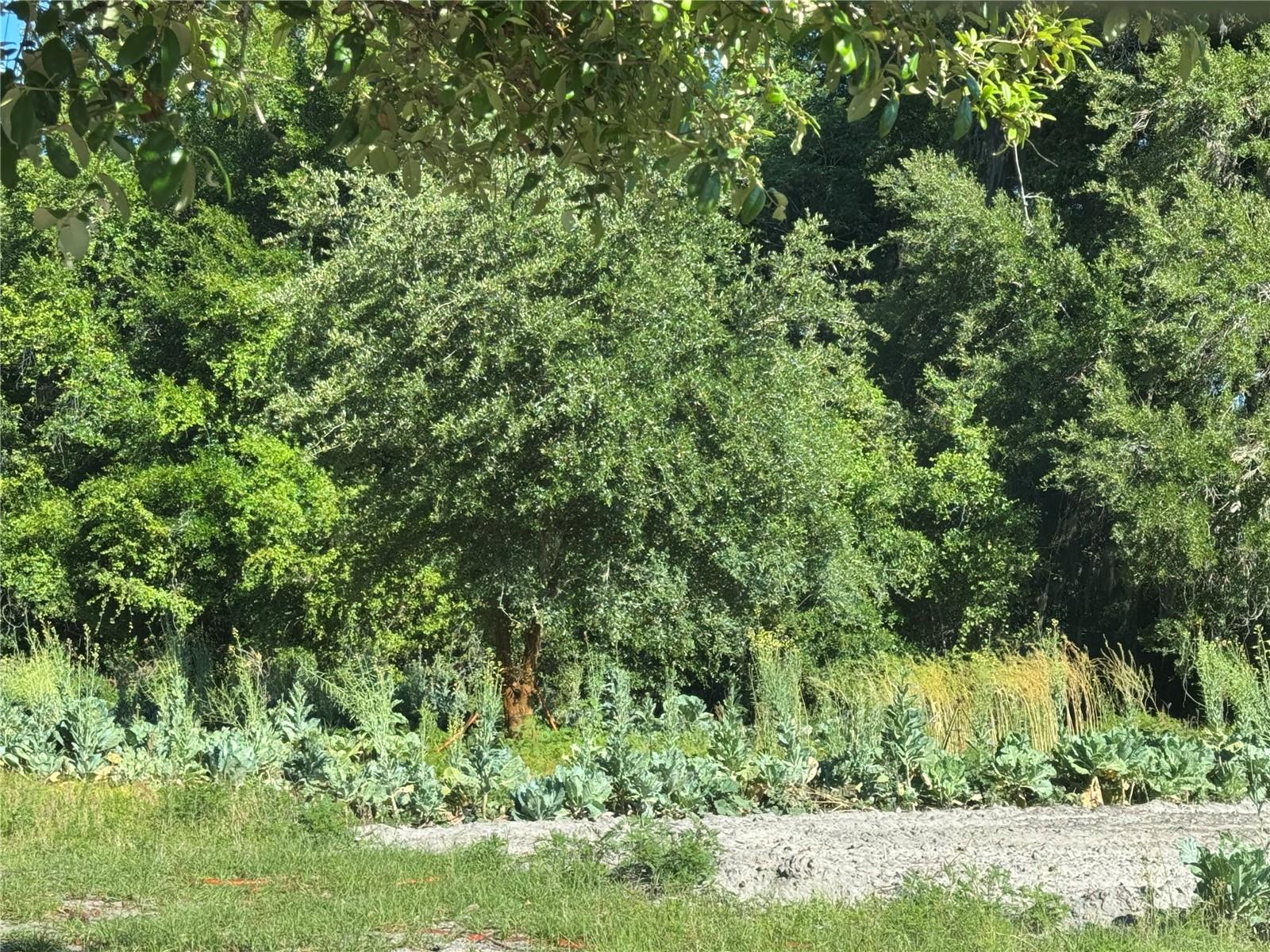 00 COUNTY ROAD 213, WILDWOOD, FL, 34785