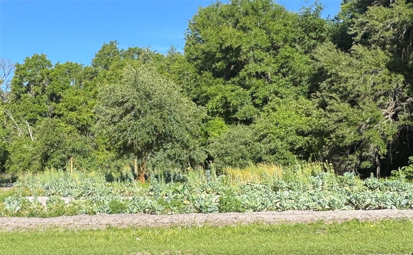 00 COUNTY ROAD 213, WILDWOOD, FL, 34785