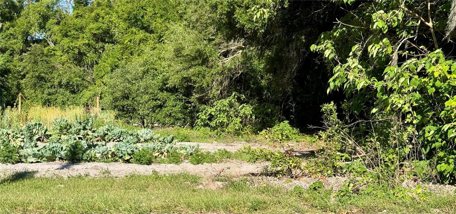 00 COUNTY ROAD 213, WILDWOOD, FL, 34785