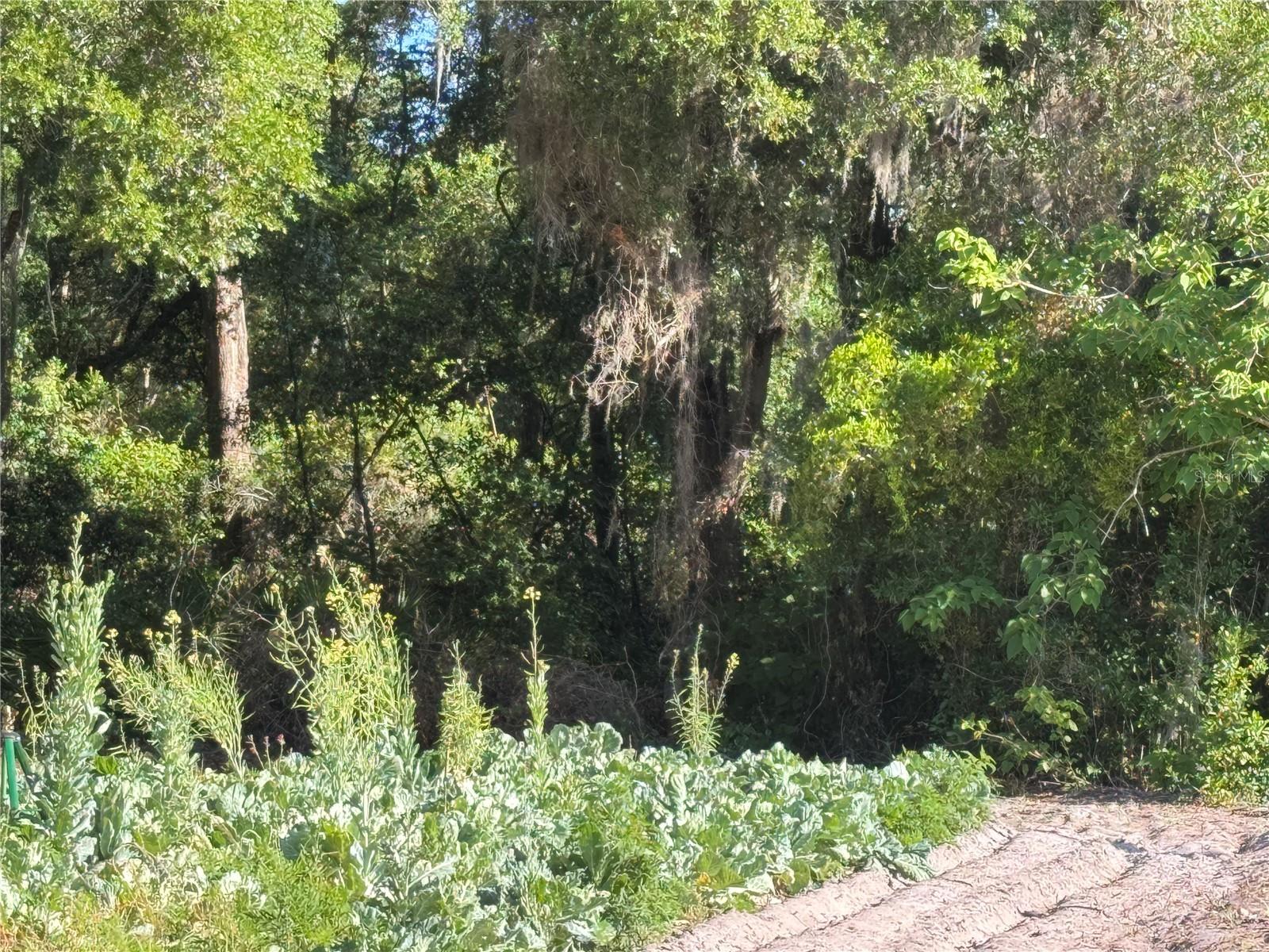 00 COUNTY ROAD 213, WILDWOOD, FL, 34785