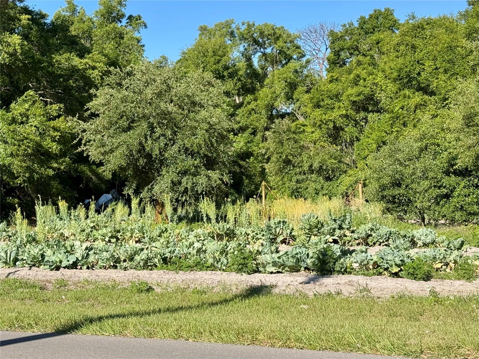 00 COUNTY ROAD 213, WILDWOOD, FL, 34785