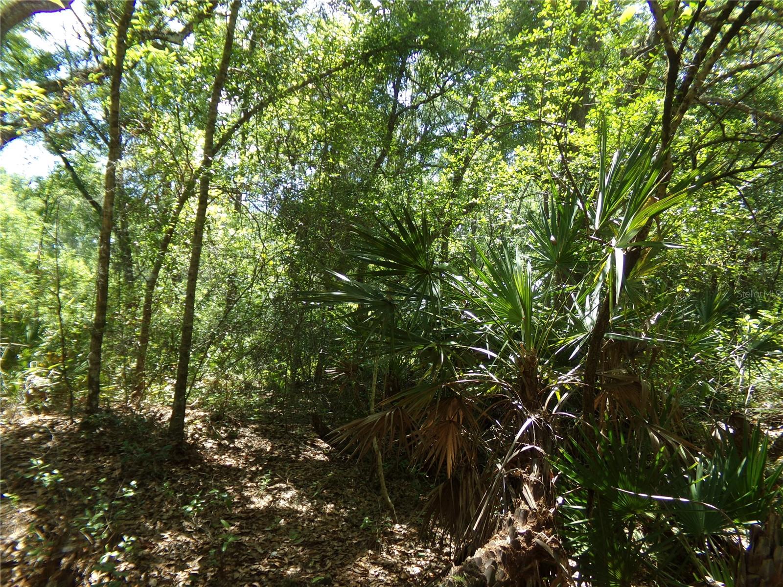 KNOXVILLE DR, WEBSTER, FL, 33597