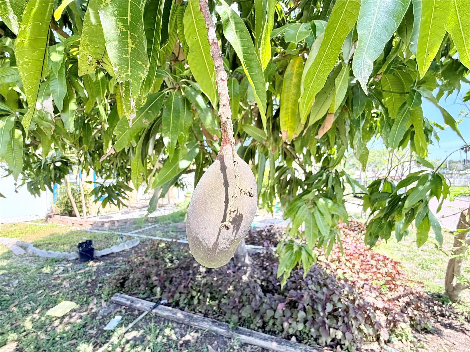 1150 OAKWOOD DR, DUNEDIN, FL, 34698