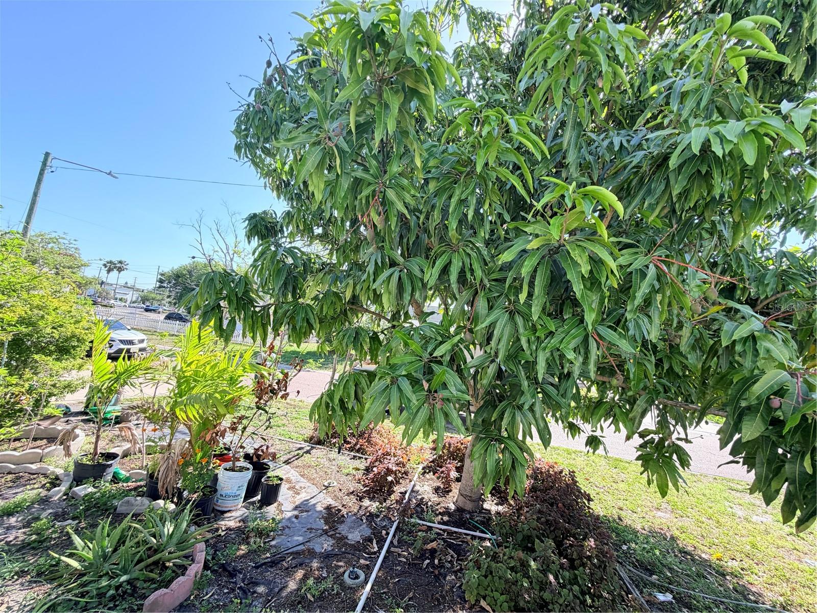 1150 OAKWOOD DR, DUNEDIN, FL, 34698