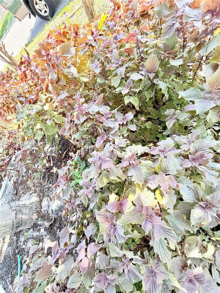 1150 OAKWOOD DR, DUNEDIN, FL, 34698