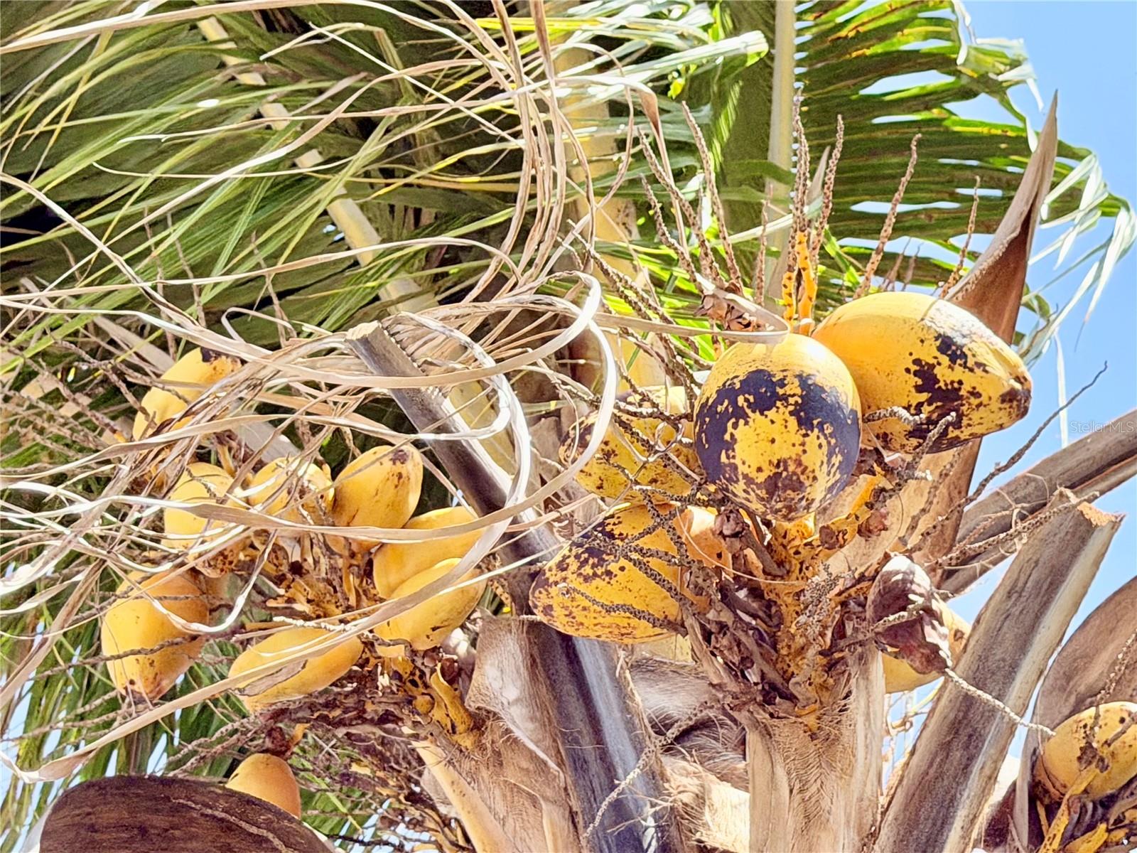 1150 OAKWOOD DR, DUNEDIN, FL, 34698