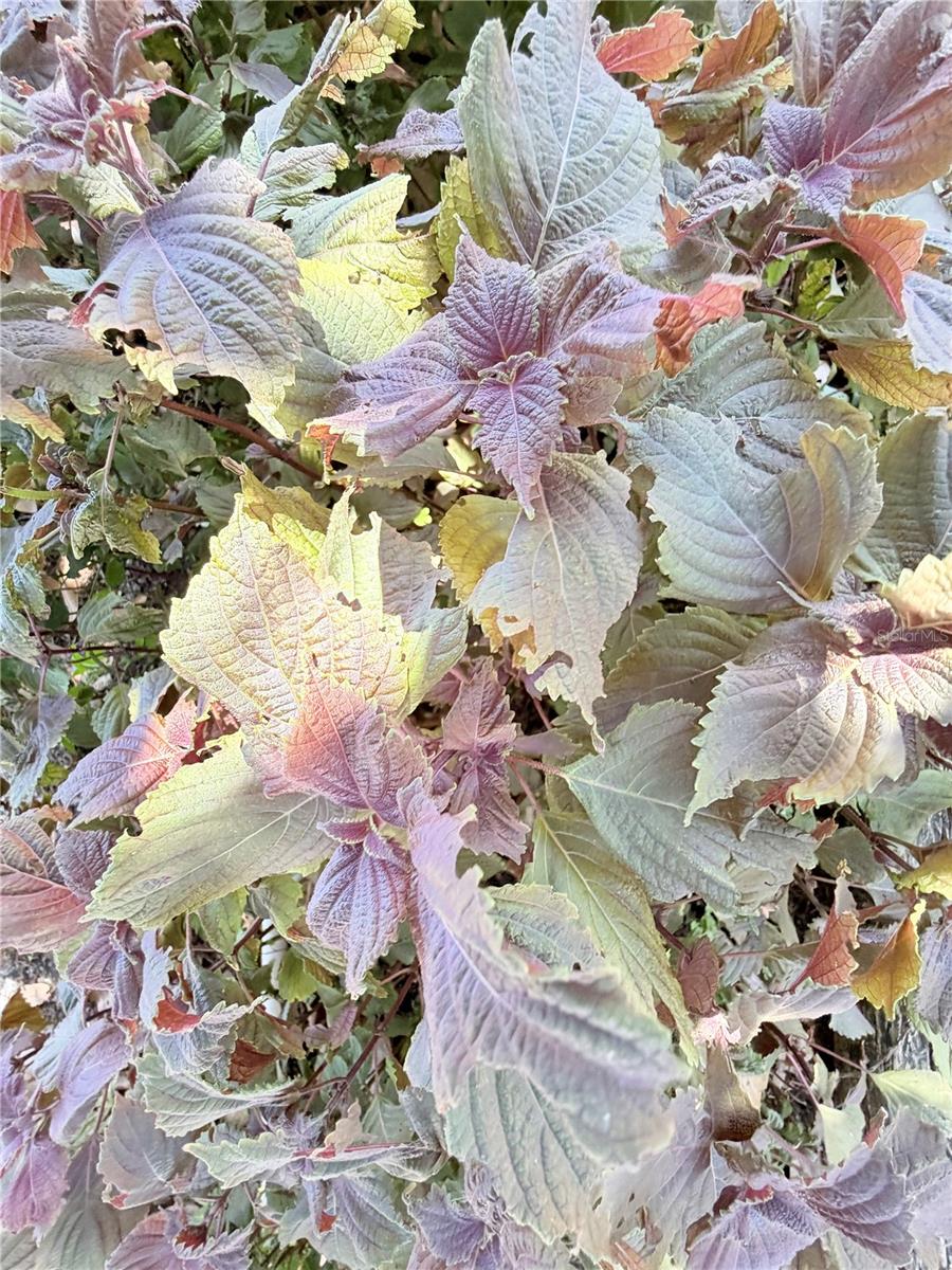 1150 OAKWOOD DR, DUNEDIN, FL, 34698