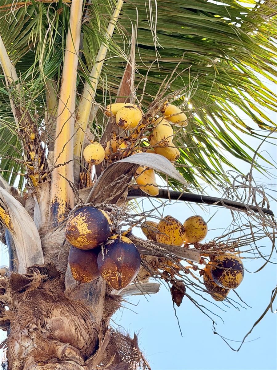 1150 OAKWOOD DR, DUNEDIN, FL, 34698