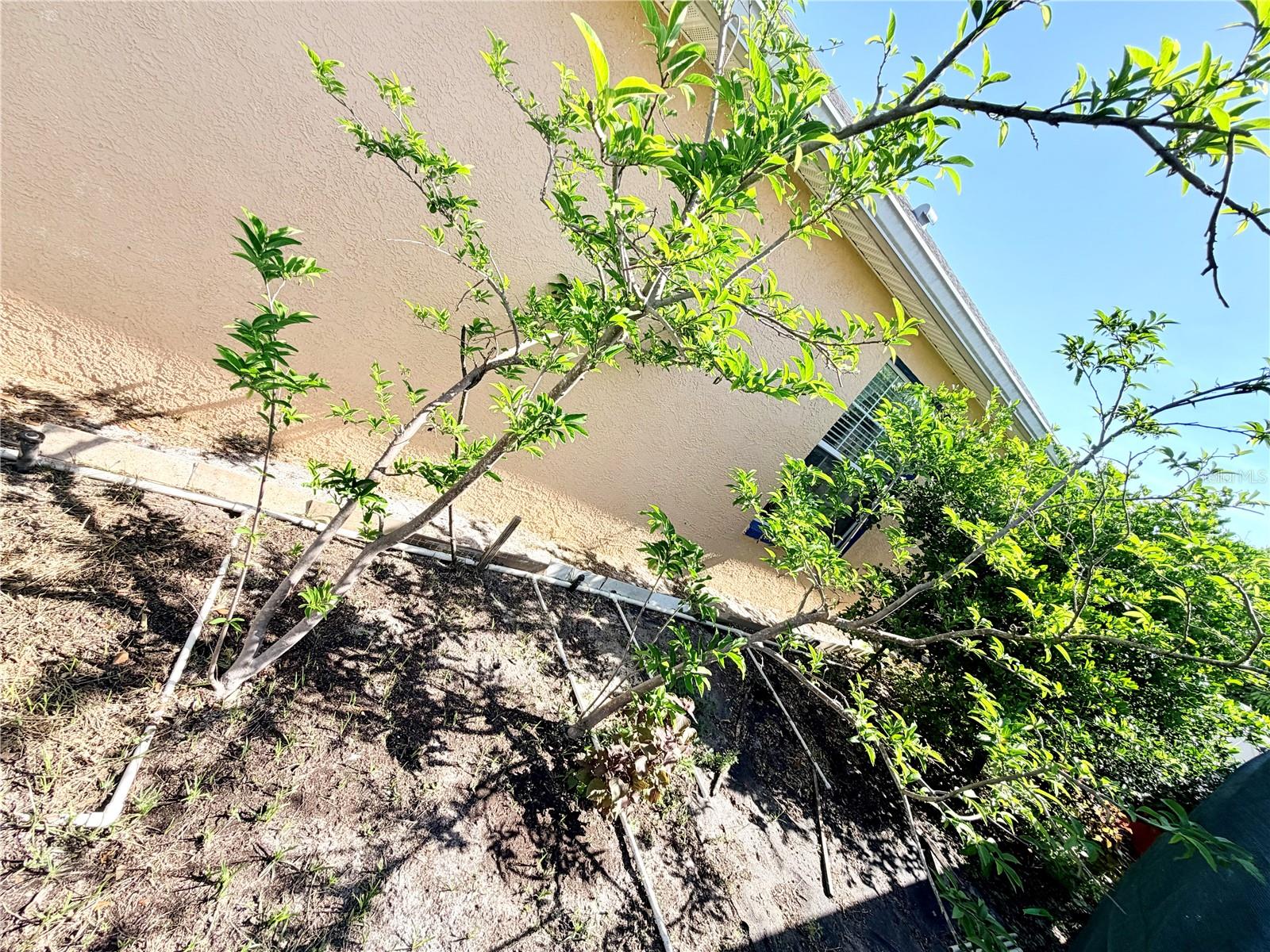 1150 OAKWOOD DR, DUNEDIN, FL, 34698