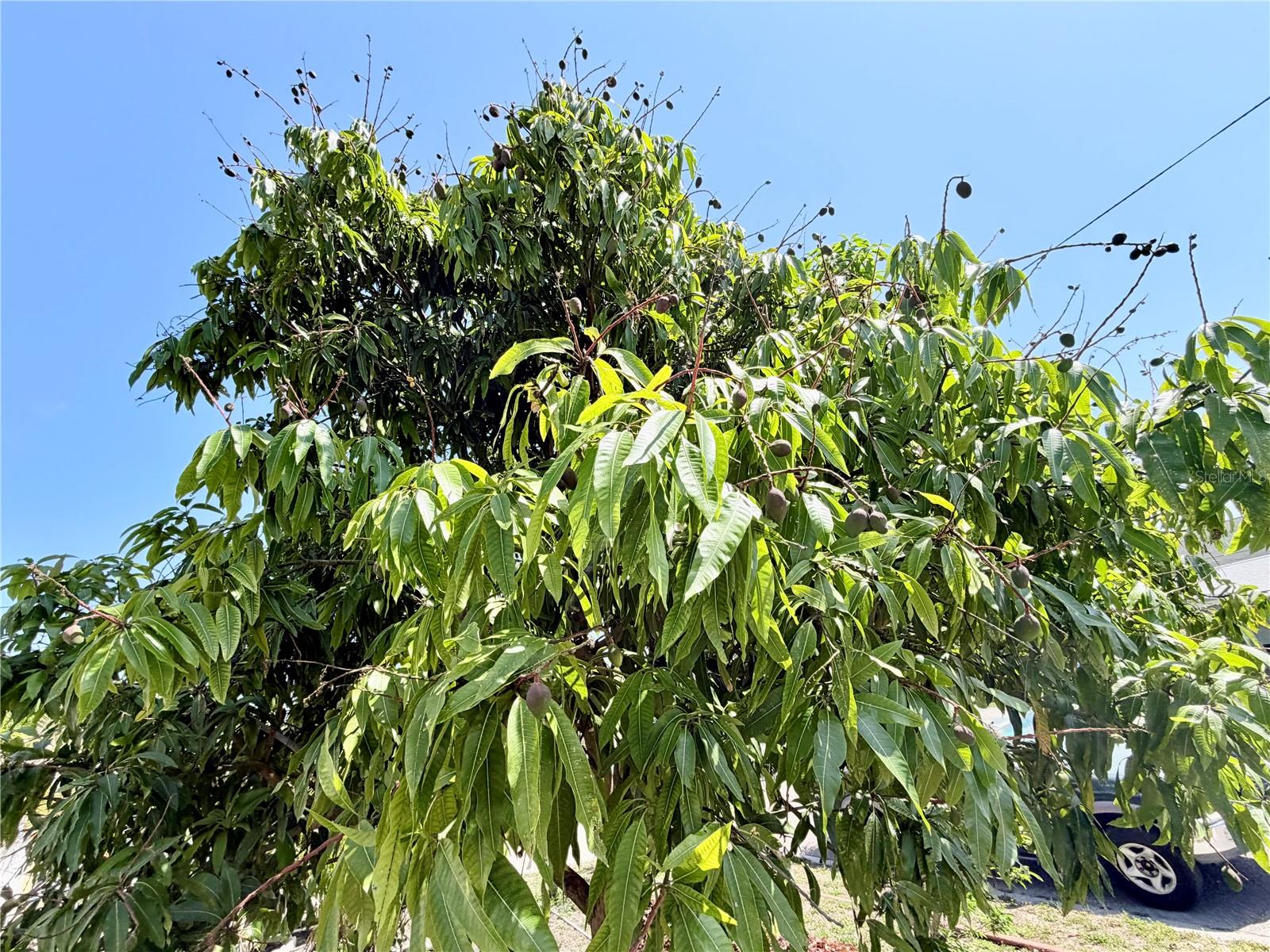 1150 OAKWOOD DR, DUNEDIN, FL, 34698