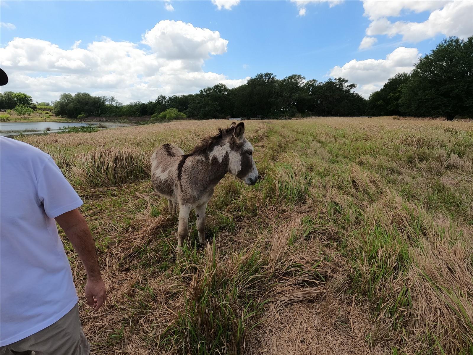 0 EARTH STAR LN, GROVELAND, FL, 34736