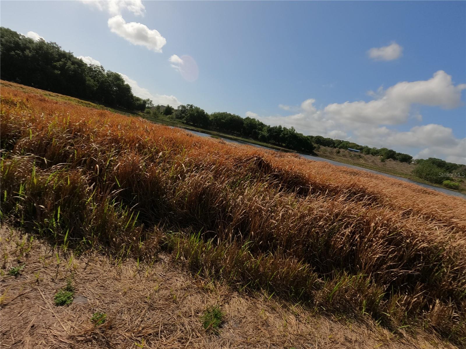 0 EARTH STAR LN, GROVELAND, FL, 34736