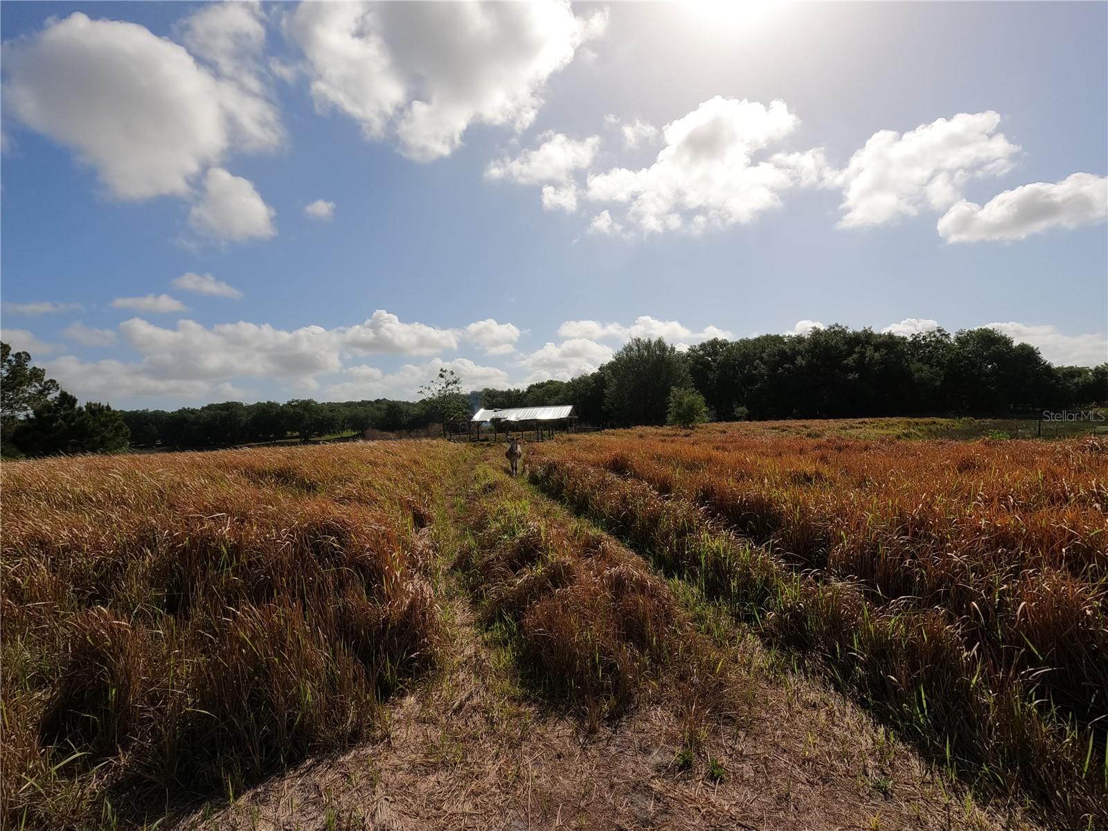 0 EARTH STAR LN, GROVELAND, FL, 34736