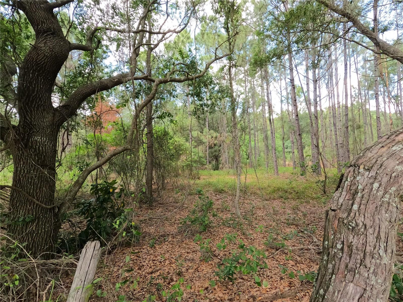 0 EARTH STAR LN, GROVELAND, FL, 34736