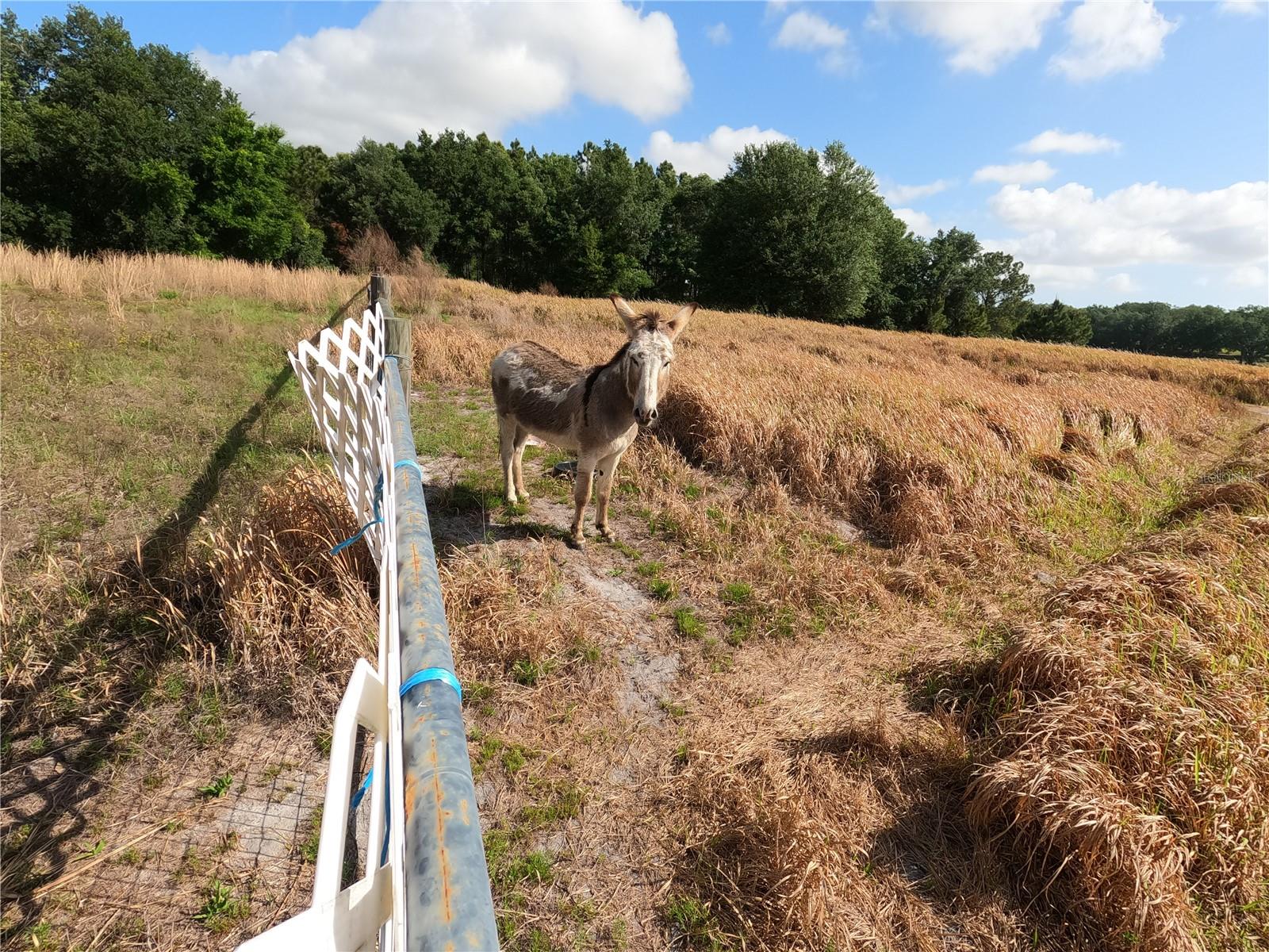 0 EARTH STAR LN, GROVELAND, FL, 34736