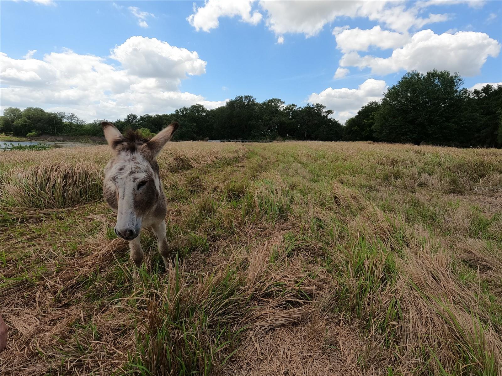 0 EARTH STAR LN, GROVELAND, FL, 34736