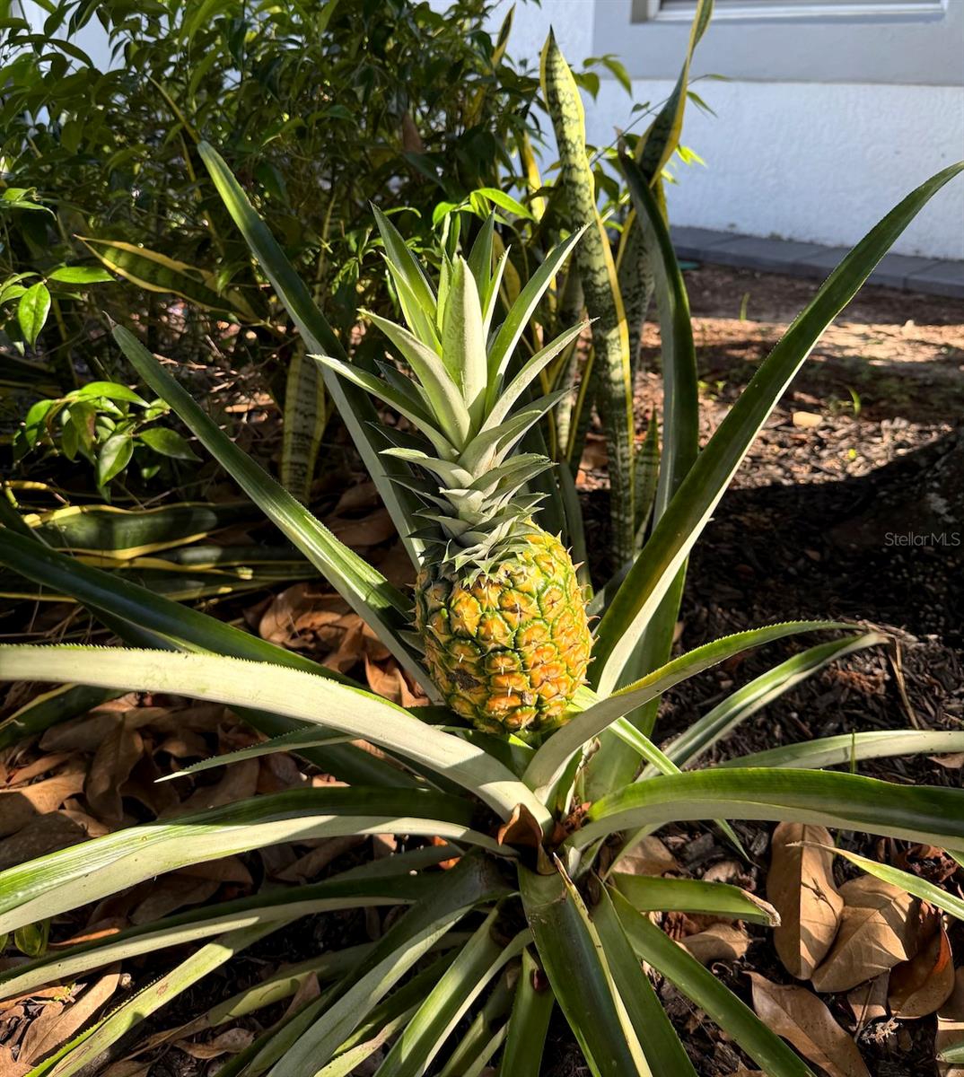 2943 PADDINGTON WAY, KISSIMMEE, FL, 34747