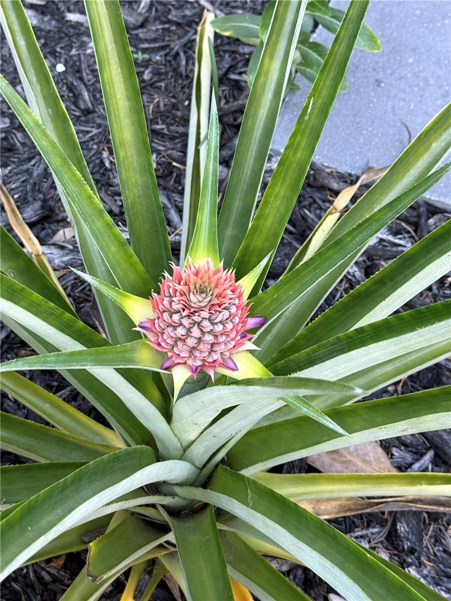 2943 PADDINGTON WAY, KISSIMMEE, FL, 34747