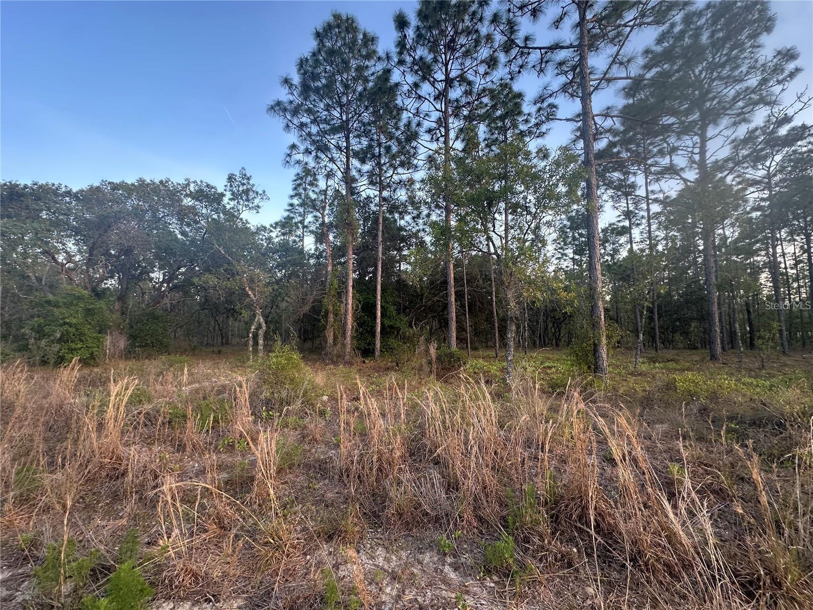 LOT 3 NW AMBERJACK AVE., DUNNELLON, FL, 34431